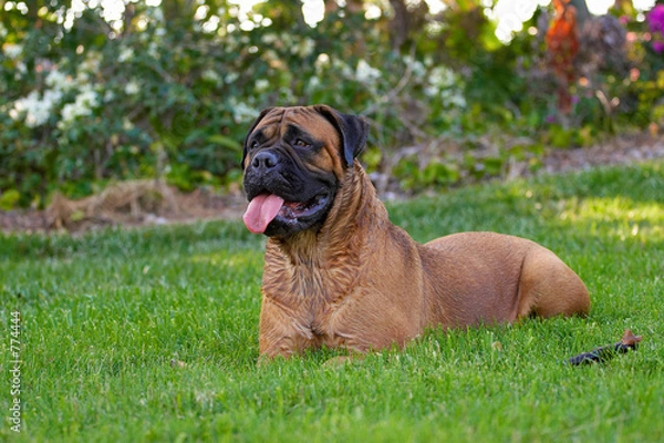 Obraz bullmastiff