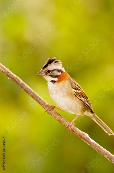 Obraz  Rufous-collared Sparrow (Zonotrichia capensis)