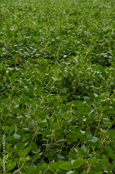 Fototapeta A soybean field in the summer