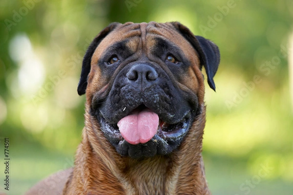 Obraz bullmastiff