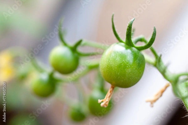 Fototapeta 小さな緑色のトマト