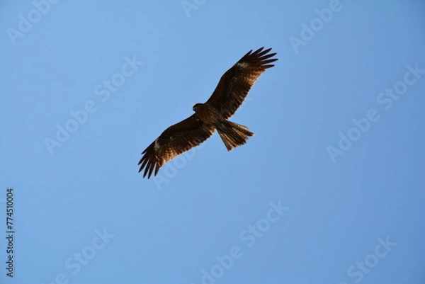 Fototapeta 海岸の猛禽類