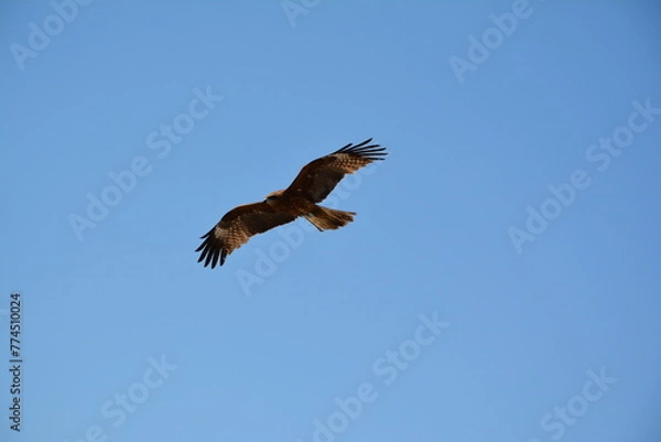 Fototapeta 海岸の猛禽類