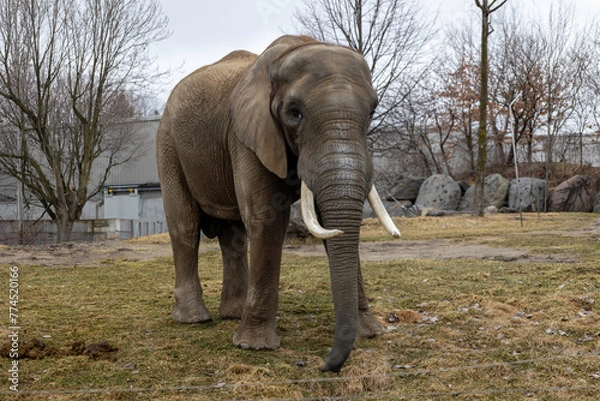 Fototapeta elephant in the zoo