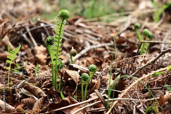 Obraz 春の山菜こごみ