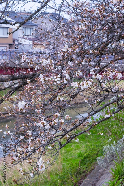 Fototapeta 咲き始めの桜の花 ソメイヨシノ