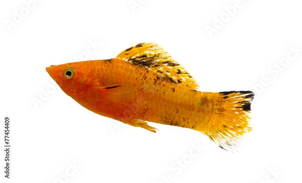 Fototapeta Molly fish isolated on white background