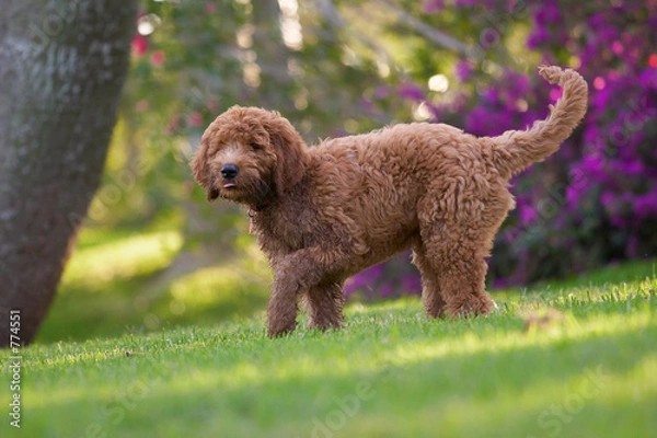 Obraz golden doodle