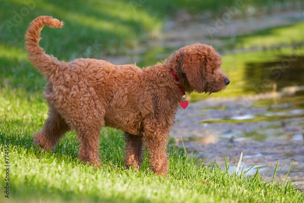 Obraz golden doodle