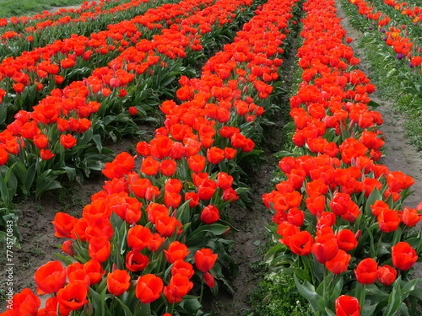 Obraz Red rows of tulips