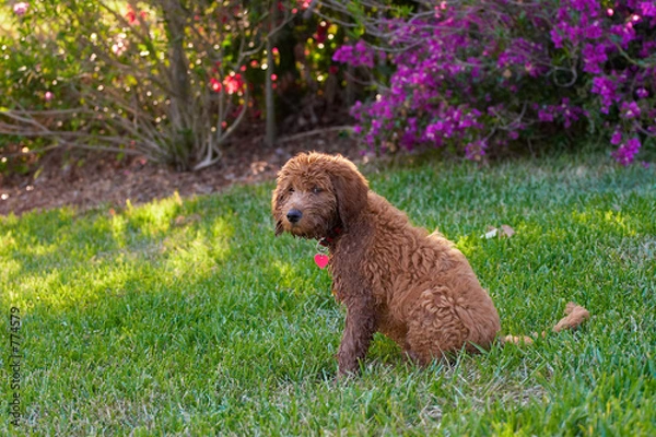 Obraz golden doodle