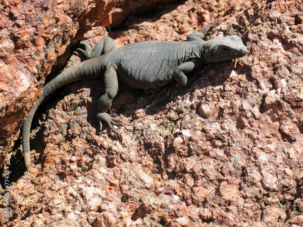 Fototapeta desert lizard     