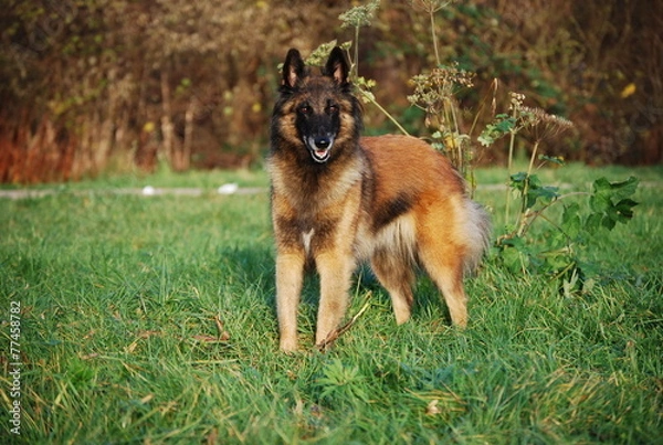 Fototapeta Tervueren