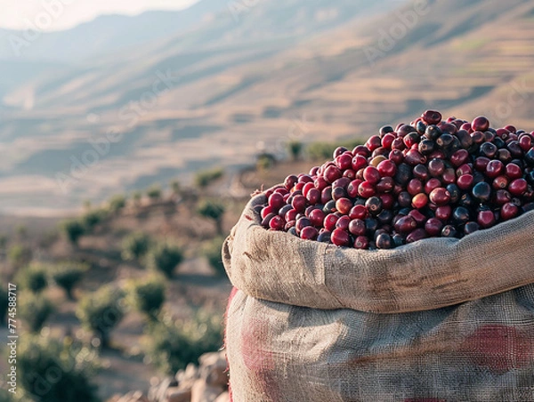 Obraz A photo of coffee cherries being collected in a fabric sling in Yemen the arid and mountainous terrain in the background contributing to a stark