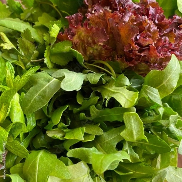 Obraz lettuce in the garden