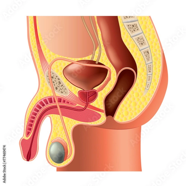 Obraz Male reproductive system anatomy isolated vector