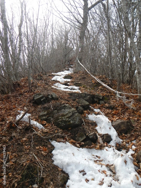 Obraz 鯨山の登山道 岩手県