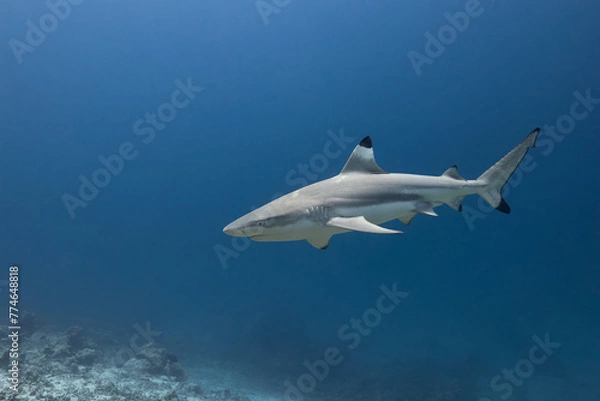 Fototapeta Carcharhinus melanopterus Blacktip reef shark swimming in blue ocean