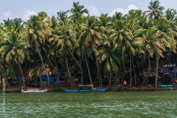 Fototapeta A dense grove of coconut palm trees along the banks of the Honnavar backwaters on the Sabarmati River, with small colorful boats moored near rustic houses, creating a vibrant and serene tropical scene