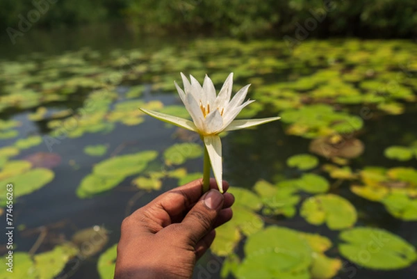 Fototapeta A hand holding a pristine white water lily flower against a lush background of lily pads floating on a tranquil water surface, captured in bright daylight.