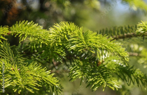 Obraz Christmas tree with young shoots.