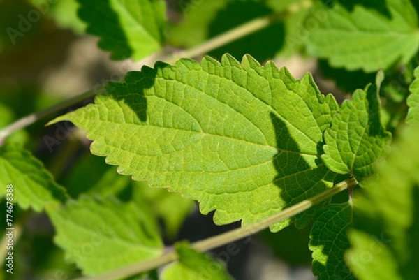 Obraz Blue mist spiraea leaves