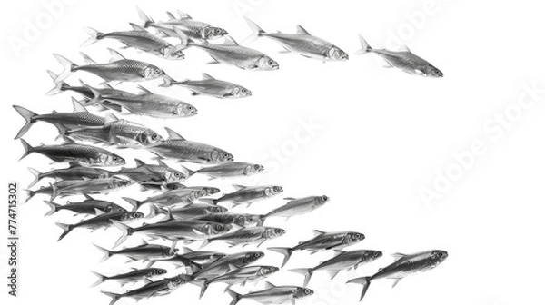 Fototapeta A large group of fish swimming together in a wave-like formation