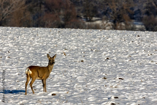 Obraz roe deer in snow