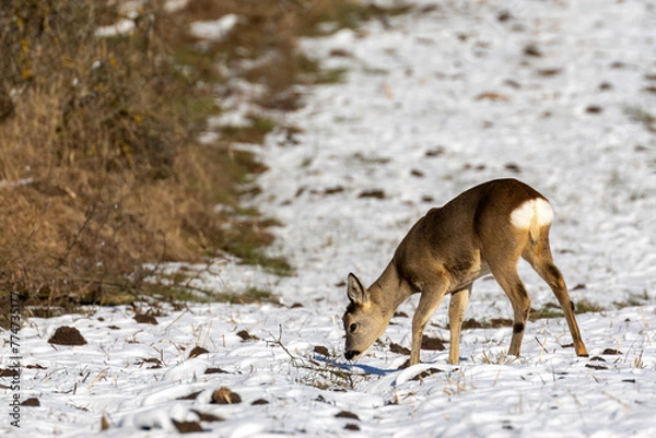 Obraz Roe deer in the winter forest