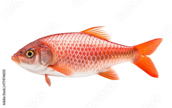Fototapeta A vibrant red fish gracefully swims in a sea of serene white