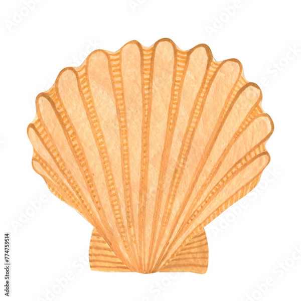 Fototapeta Seashell watercolor illustration isolated on white background.