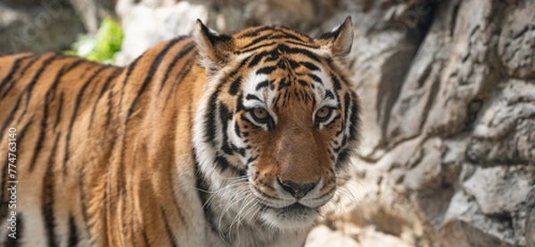 Obraz じっと見るトラの視線