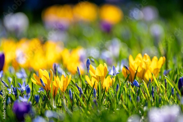 Fototapeta Colorful Crocus flower bed at spring 