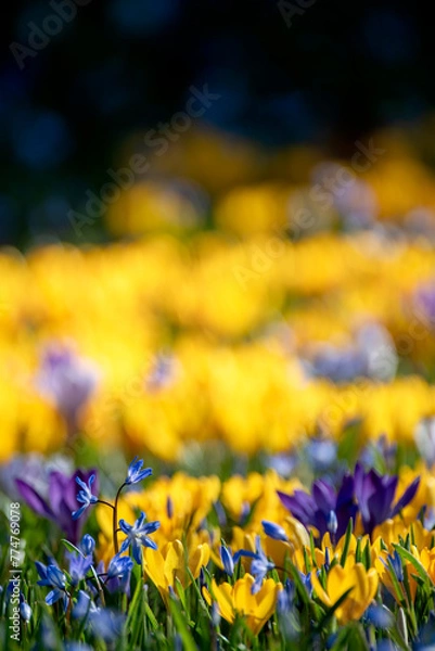 Fototapeta Shallow depth of field of Crocus flowers