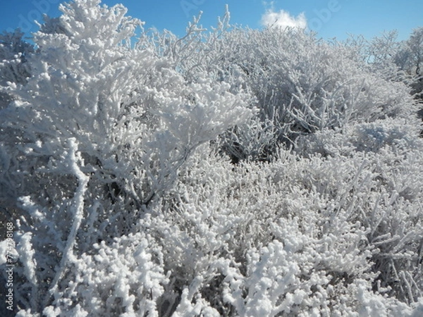 Obraz 那須岳の樹氷
