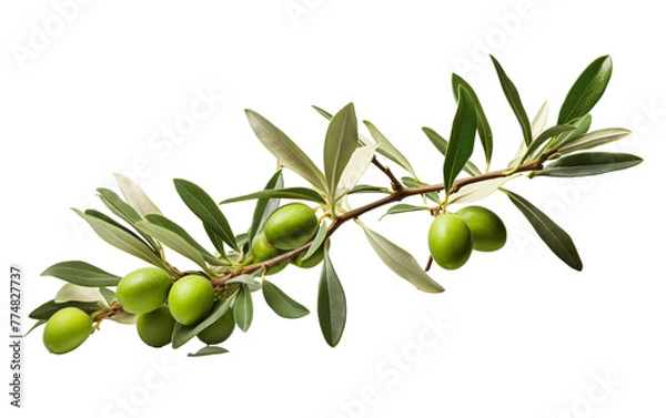 Fototapeta A green olive branch adorned with fresh olives
