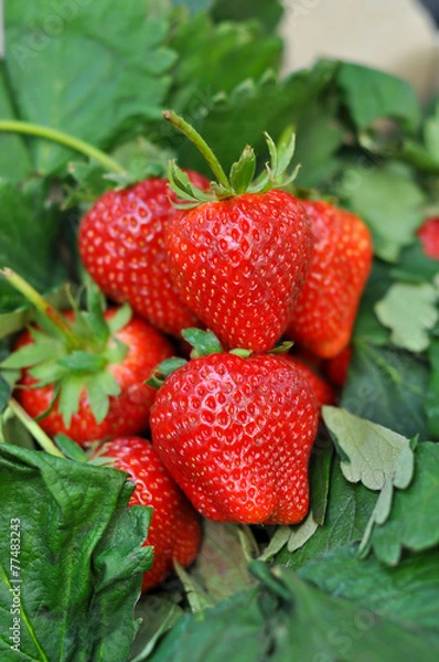 Obraz Fresh strawberry