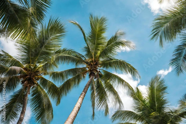 Fototapeta coconut tree