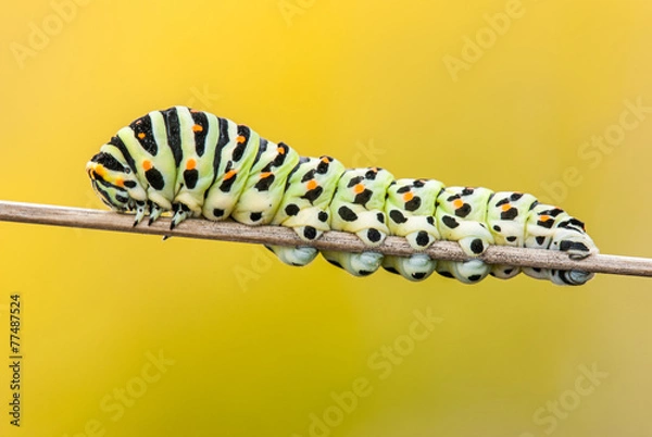 Fototapeta gusano macaon