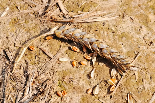 Obraz Uprawa pszenicy