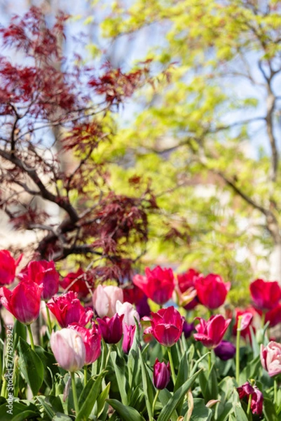 Fototapeta Tuilps