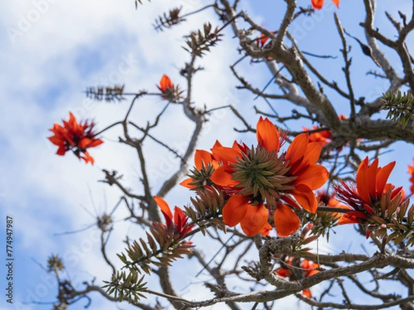 Obraz 沖縄のデイゴ