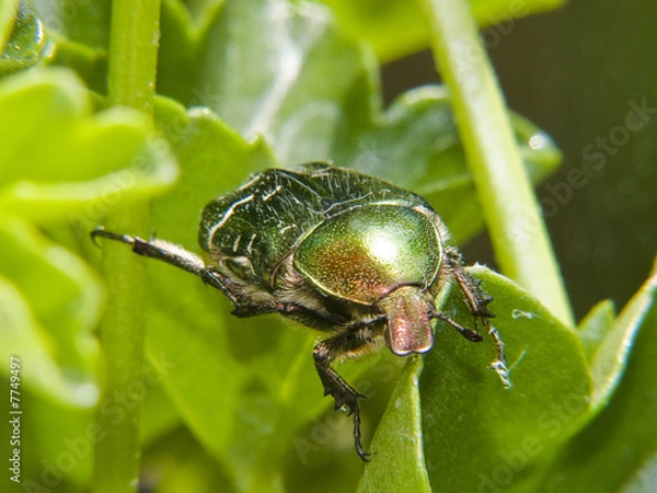 Obraz Rosenkäfer
