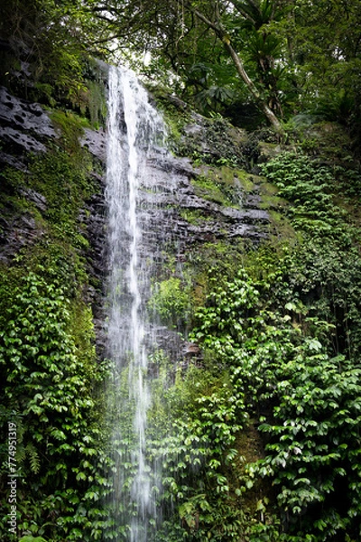 Fototapeta Beautiful waterfall named Paozilun waterfall in Shenkeng district, water go though the leafs splashed on the rocks, in New Taipei City, Taiwan.