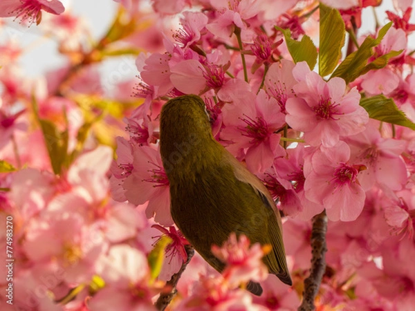 Obraz サクジロー