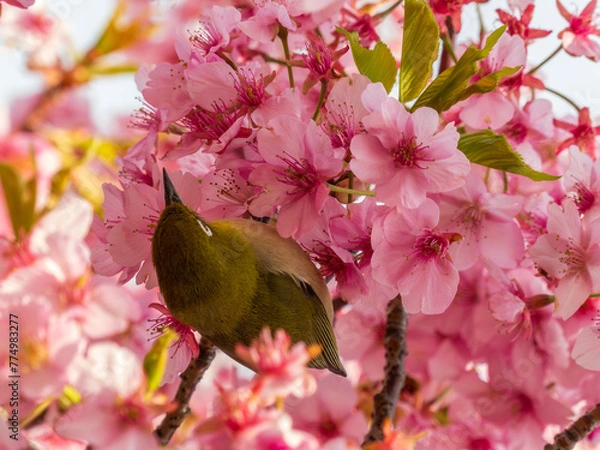 Fototapeta サクジロー