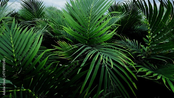 Fototapeta 3D Render Palm Tree Nature Landscape
