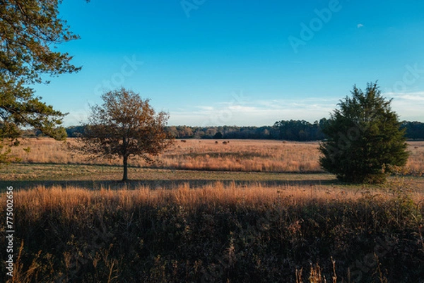 Fototapeta Open field in sunset