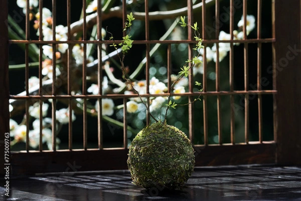 Obraz 窓の外の白梅とユキヤナギの苔玉