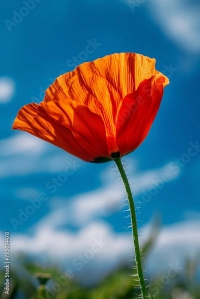 Obraz red poppy flower